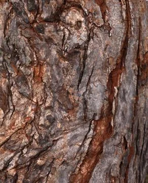 Tree trunk texture Stock Photos