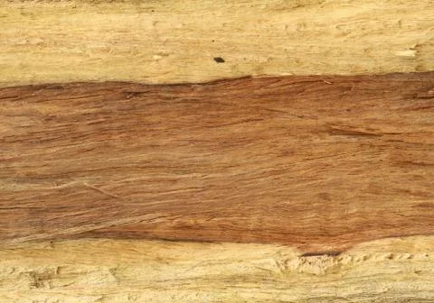 Tree trunk texture Stock Photos