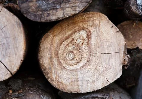 Tree trunk texture Stock Photos