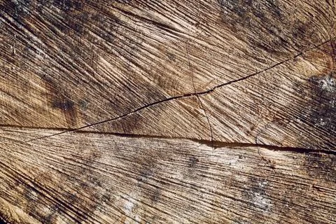 Tree trunk texture Stock Photos