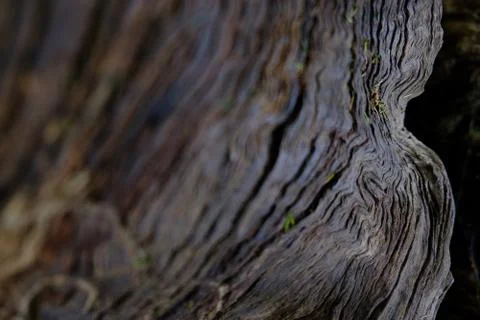 Tree trunk texture Stock Photos