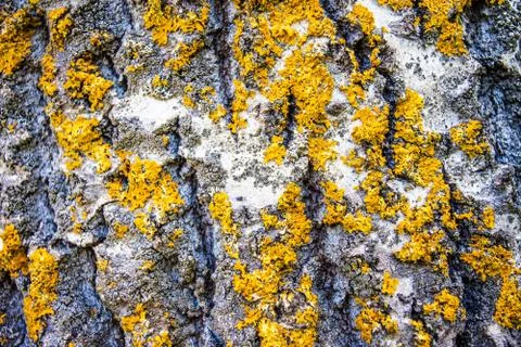 Tree trunk texture Stock Photos