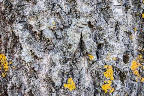 Tree trunk texture Stock Photos