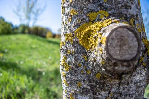 Tree trunk texture Stock Photos