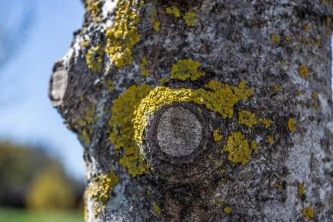 Tree trunk texture Stock Photos