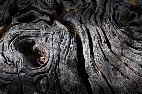 Tree trunk texture Stock Photos