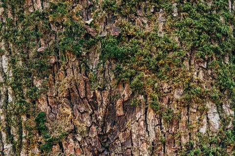 Tree trunk texture Stock Photos