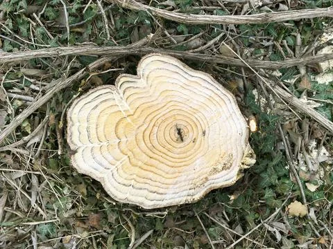 Tree trunk texture Stock Photos