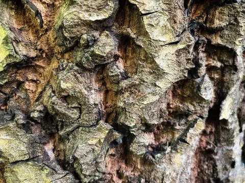 Tree trunk texture Stock Photos