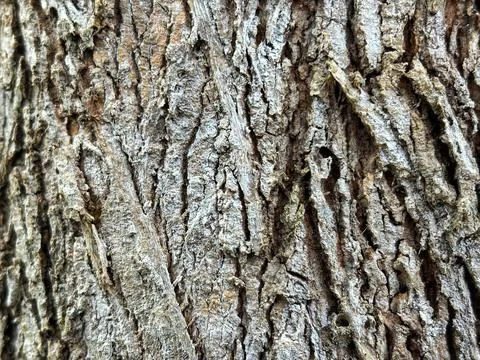 Tree trunk texture Stock Photos