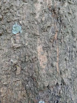 Tree trunk texture Stock Photos