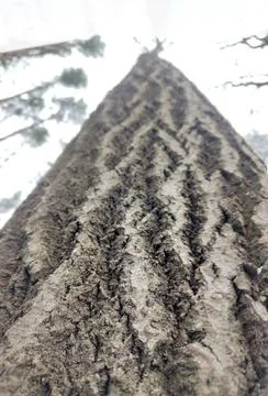 Tree Trunk Texture Foto stock