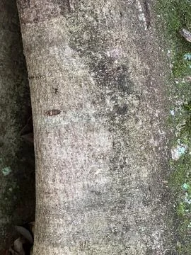 Tree trunk texture Stock Photos