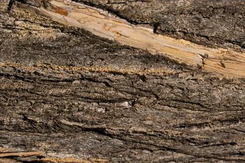 Tree trunk texture. Ripped bark Stock Photos
