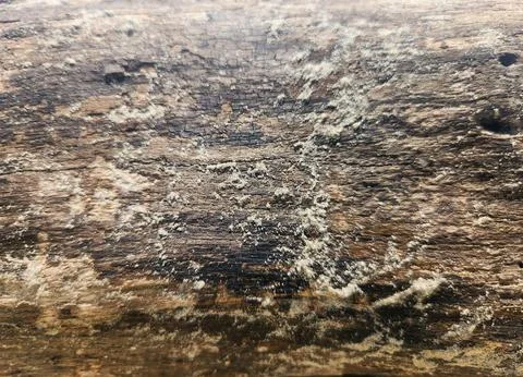 Tree trunk texture with sand Stock Photos