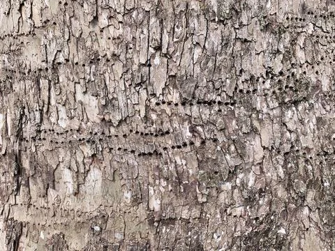 Tree Trunk Texture With Small Holes Stock Photos