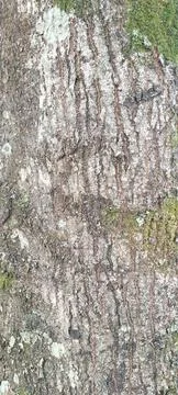 Tree trunk texture with vegetation Stock Photos