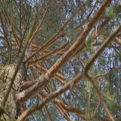 Tree / trunk texture with very shallow depth of field Video stock 69735367