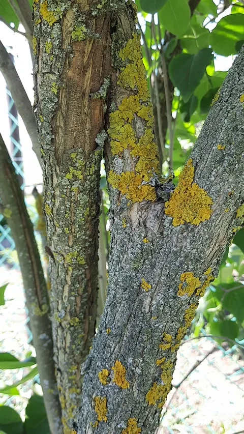 Tree trunk with textured bark and yellow lichen in natural setting Stock Footage 310308714