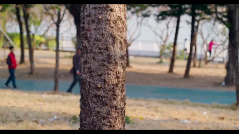 Tree Trunk with Textured Bark in Park for Mindfulness &amp; Lifestyle Stock Footage 327525581