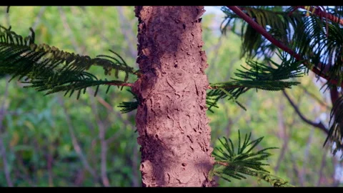 Tree Trunk with Textured Bark &amp; Pine Foliage for Mindfulness Stock Footage 327525365