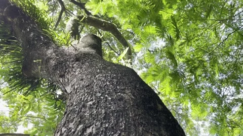 Tree Trunk Textured Stock Footage 301878194
