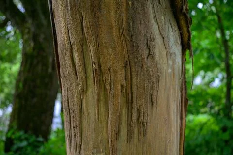 Tree trunk with textured, peeling bark Stock Photos