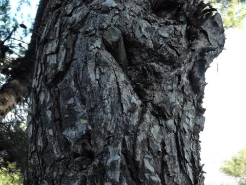 Tree trunk texture.JPG Stock-Fotos