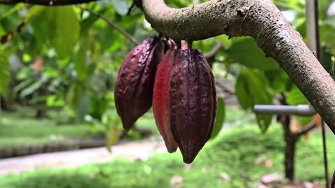 On the tree trunk there are three cocoa fruits hanging 動画素材 293112539