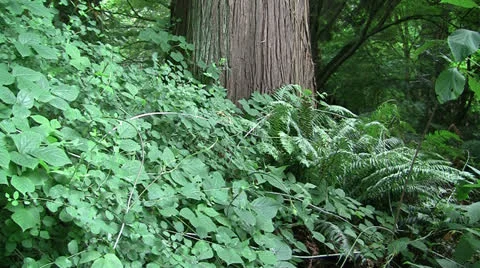 TREE TRUNK TILT UP Stock Footage 25104302