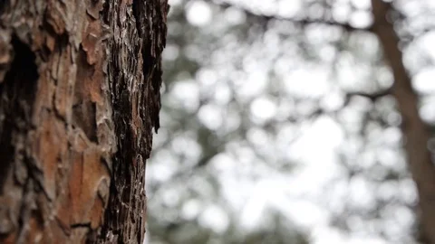 Tree Trunk Tilt Shot - Background Series 1- Video stock 108377025