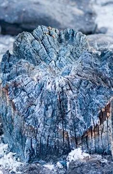 A tree trunk totally burned by a fire during the hot summer Stock Photos