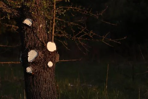 Tree trunk with traces of pruning branches at sunset Stock Photos