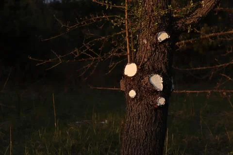 Tree trunk with traces of pruning branches at sunset Stock Photos