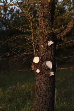 Tree trunk with traces of pruning branches at sunset Stock Photos