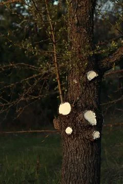 Tree trunk with traces of pruning branches at sunset Stock Photos
