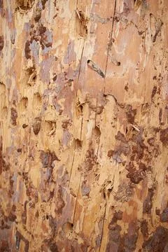 A tree trunk with traces of woodpecker work. Texture, vertical Stock Photos