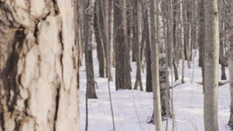 Tree trunk, tree bark pattern in spring natural park Stock Footage 271211049