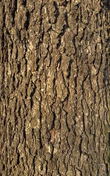 Tree trunk, tree bark pattern in spring natural park Stock Photos