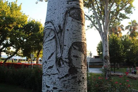 Tree Trunk, Tree, Foliage Stock Photos