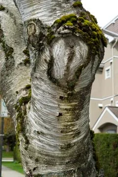 Tree trunk,  tree was covered with moss Stock Photos