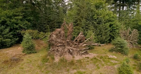 Tree Trunk, Trees and the Drents Friese Wold, Friesland, Netherlands, 4K Drone Stock Footage 120039394