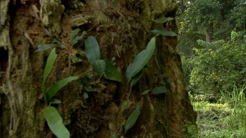 Tree trunk, trees and grass in forest clearing with light appearing 動画素材 95600370