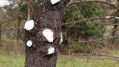 Tree trunk with trimmed branches painted white for protection. Spring garden 스톡 동영상 333329844