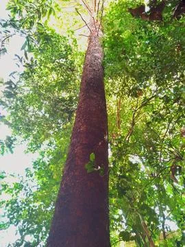 Tree trunk in a tropical forest Stock Photos