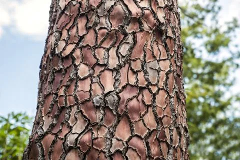 The Tree Trunk in Turkey Forest Stock Photos