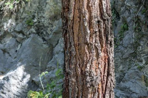 The Tree Trunk in Turkey Forest Foto stock