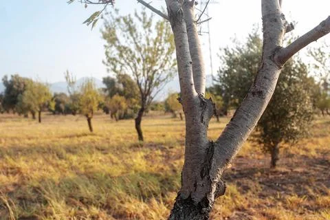 The Tree Trunk in the Turkey Stock Photos