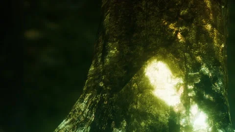 Tree trunk under light showing texture in forest during daytime Stock Footage 339501084
