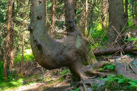 A tree trunk of an unusual shape. A curved tree Stock Photos